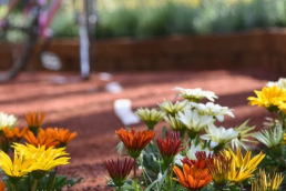 A photo of flowers in a summer garden