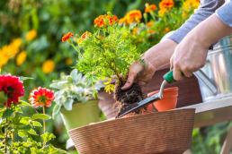 A person planting an heirloom or hybrid plant