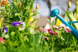 Summer flowers with a watering can