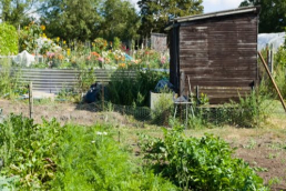 a picturesque allotment with a shed and many lush plants