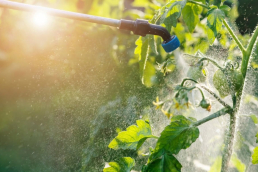 A hose sprays pesticides on a plant