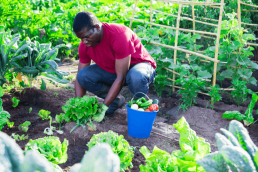 A man works on his smallholding