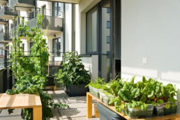 An urban garden on a balcony