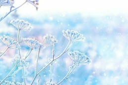 Closeup of flowers covered in frost